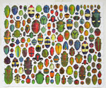 Carter Johnson - Beetles Puzzle